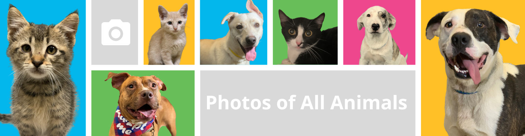 County Pets Veterinary Public Health Harris County Public