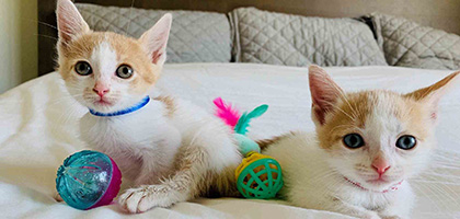 twocats-foster
